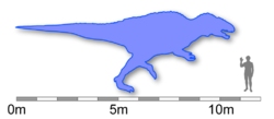 Size comparison - Acrocanthosaurus verses homo-sapien.